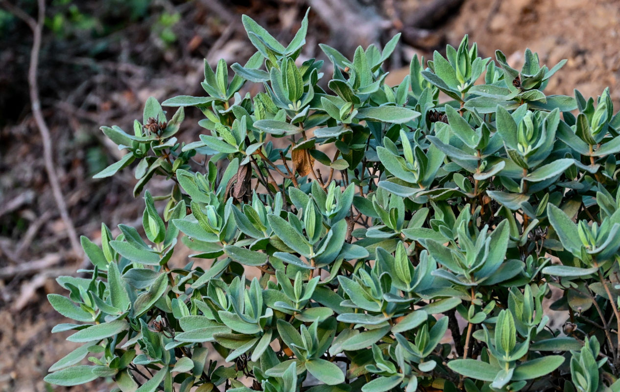 Изображение особи род Cistus.