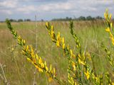 Genista tinctoria