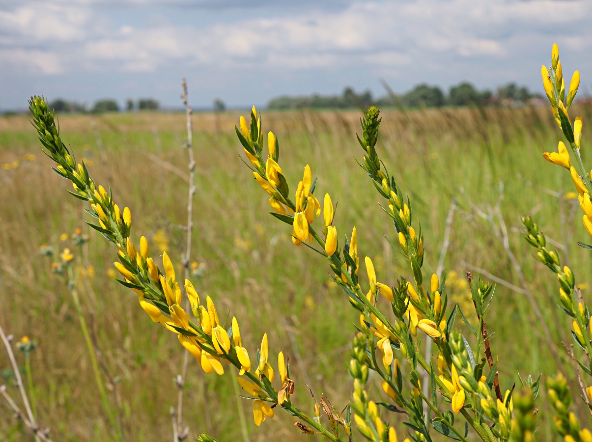 Изображение особи Genista tinctoria.
