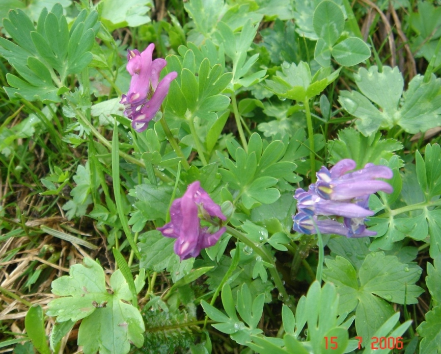 Изображение особи Corydalis conorhiza.