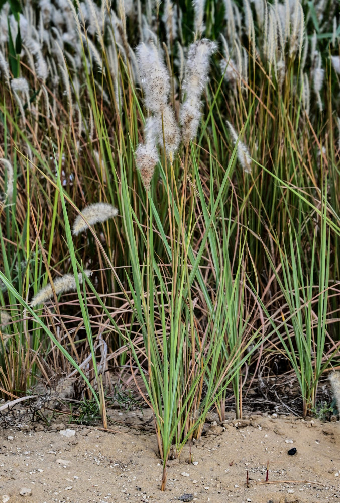 Image of Imperata cylindrica specimen.