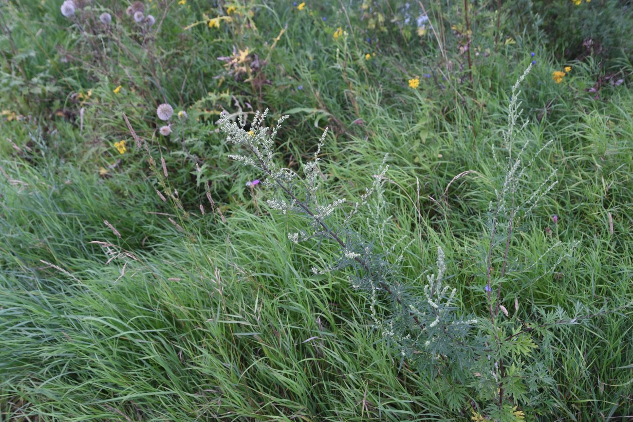 Image of Artemisia vulgaris specimen.