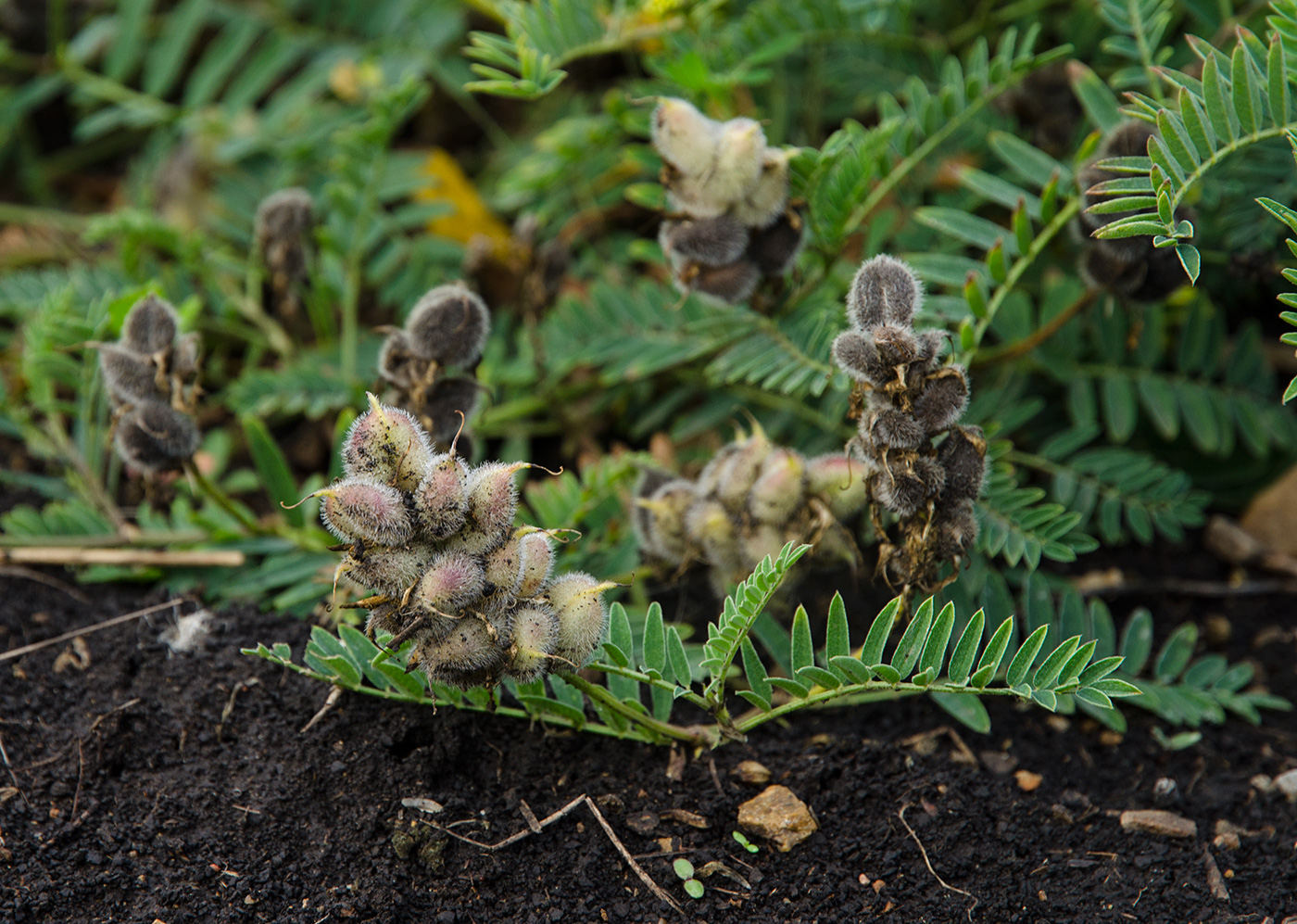 Image of Astragalus cicer specimen.