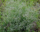 Gypsophila paniculata