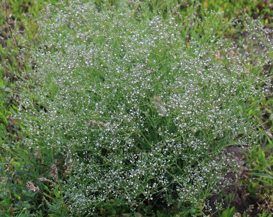Image of Gypsophila paniculata specimen.