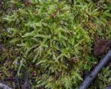 семейство Brachytheciaceae
