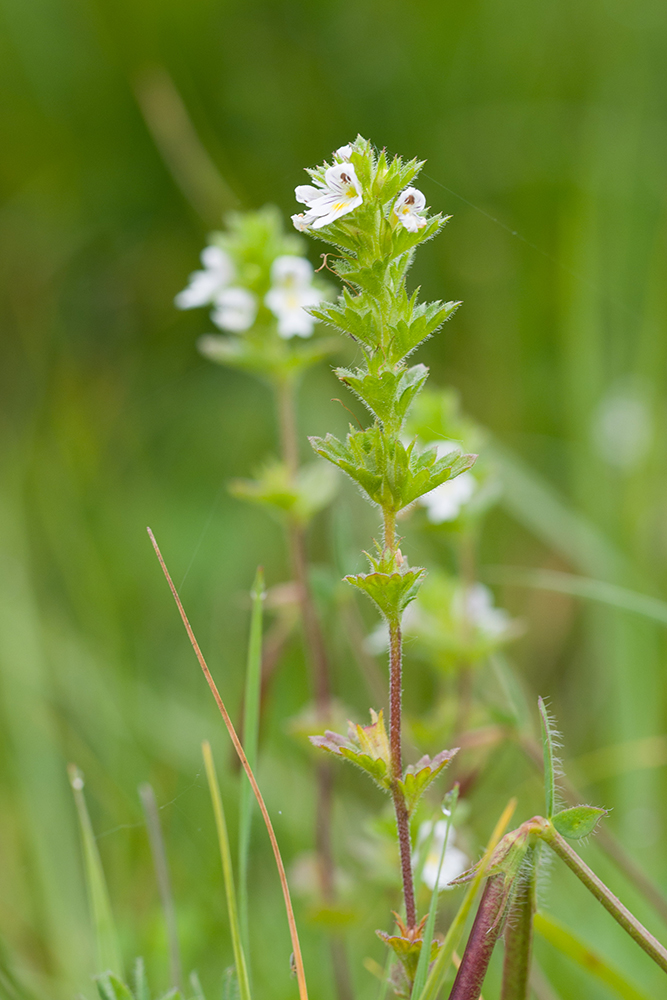 Изображение особи Euphrasia hirtella.