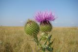 Cirsium ukranicum