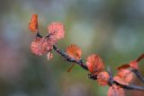 Image of taxon representative. Author is Зоя Эль