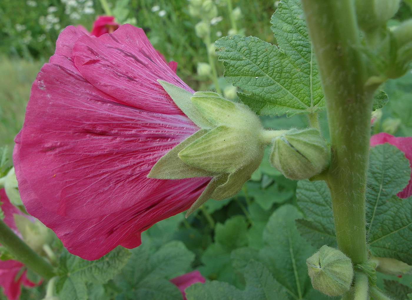 Изображение особи Alcea rosea.