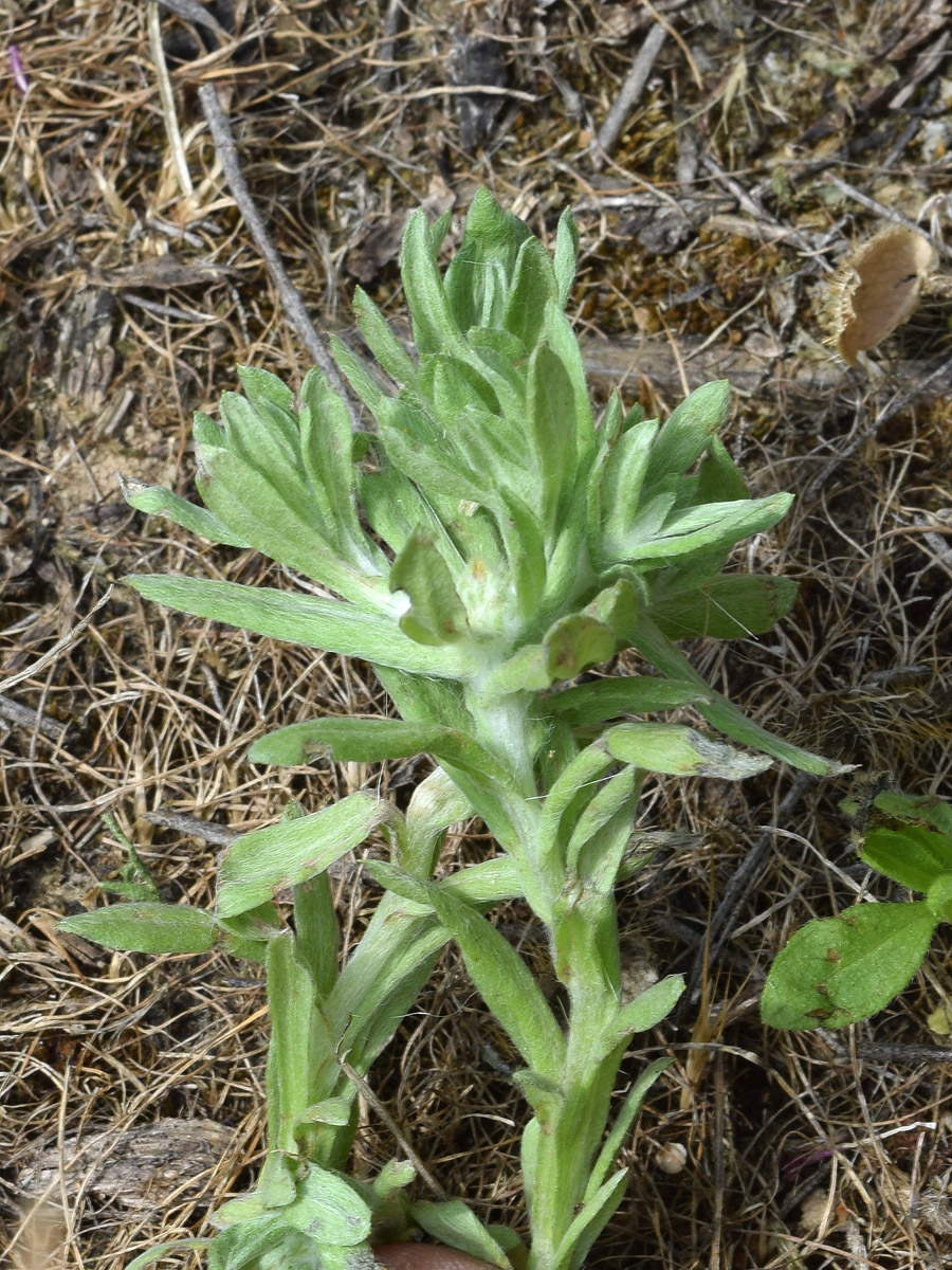 Image of Filago pyramidata specimen.