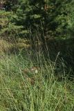 Helictotrichon pratense. Плодоносящие растения. Псковская обл., Печорский р-н, окр. дер. Вастцы, суходольный злаково-разнотравный луг на известняке. 18.08.2024.