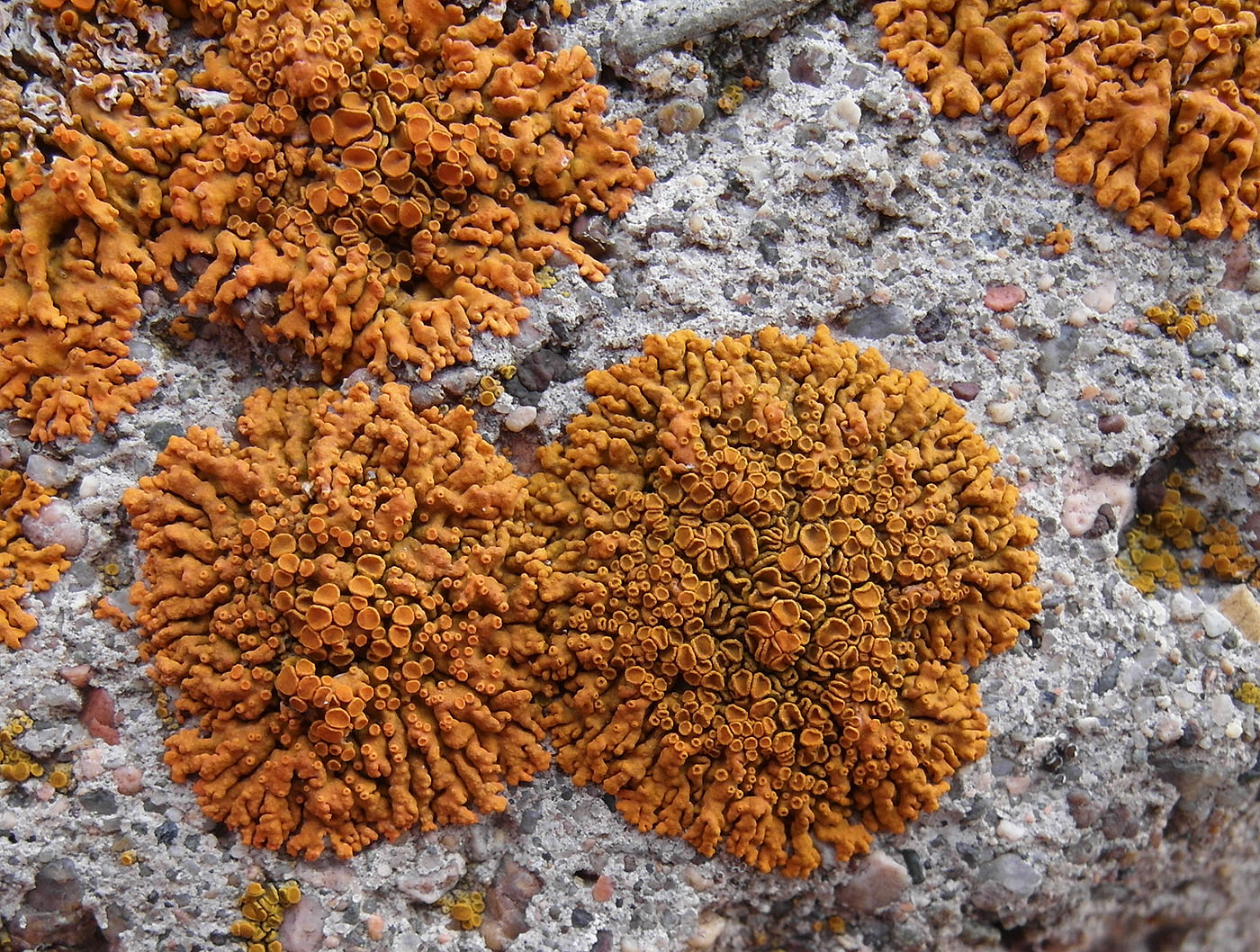Image of Rusavskia elegans specimen.