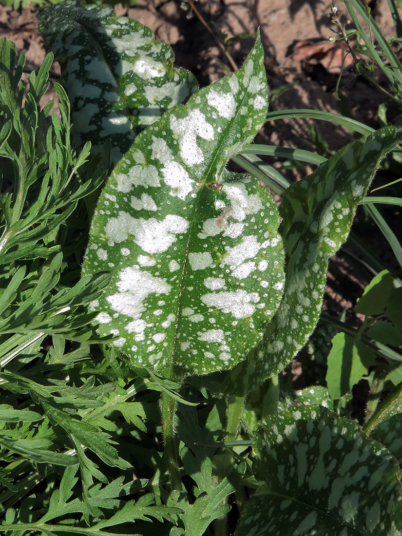Image of Pulmonaria officinalis specimen.