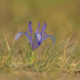 Iris tenuifolia. Цветущее растение. Забайкальский край, Ононский р-н, с. Ниж. Цасчей, степь. 19.05.2025.