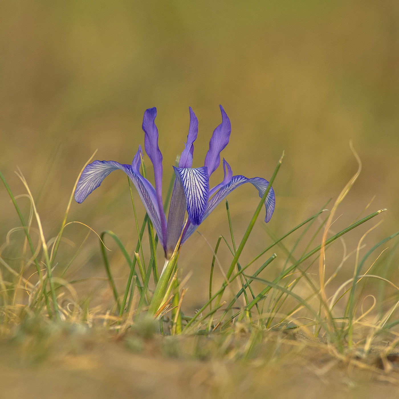 Image of Iris tenuifolia specimen.