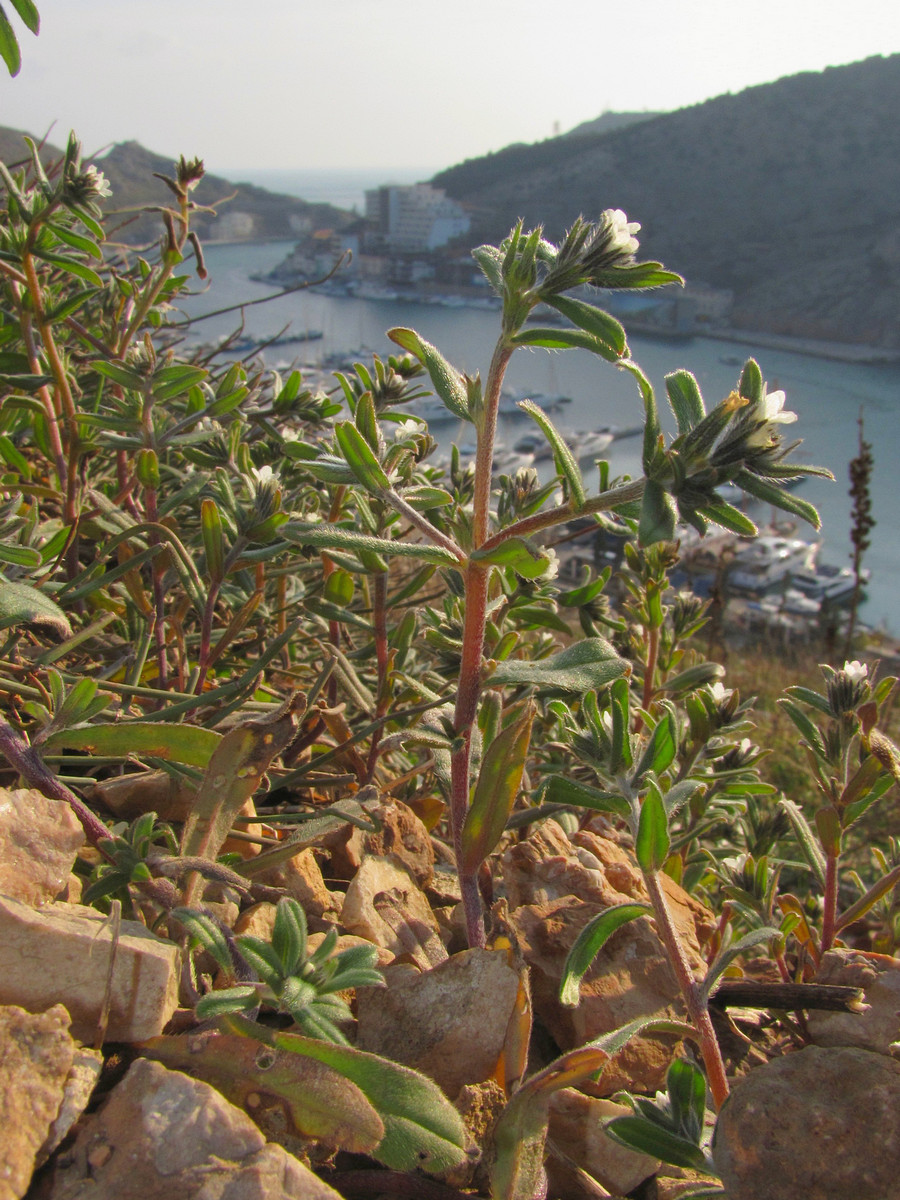 Изображение особи Buglossoides arvensis.