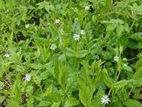 Stellaria bungeana. Цветущие растения. Хабаровский край, г. Комсомольск-на Амуре, правый берег р. Силинка. 22.05.2025.