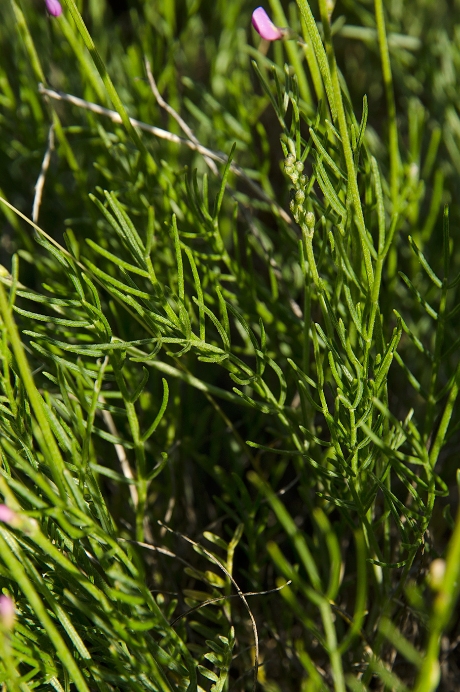 Image of Astragalus austriacus specimen.
