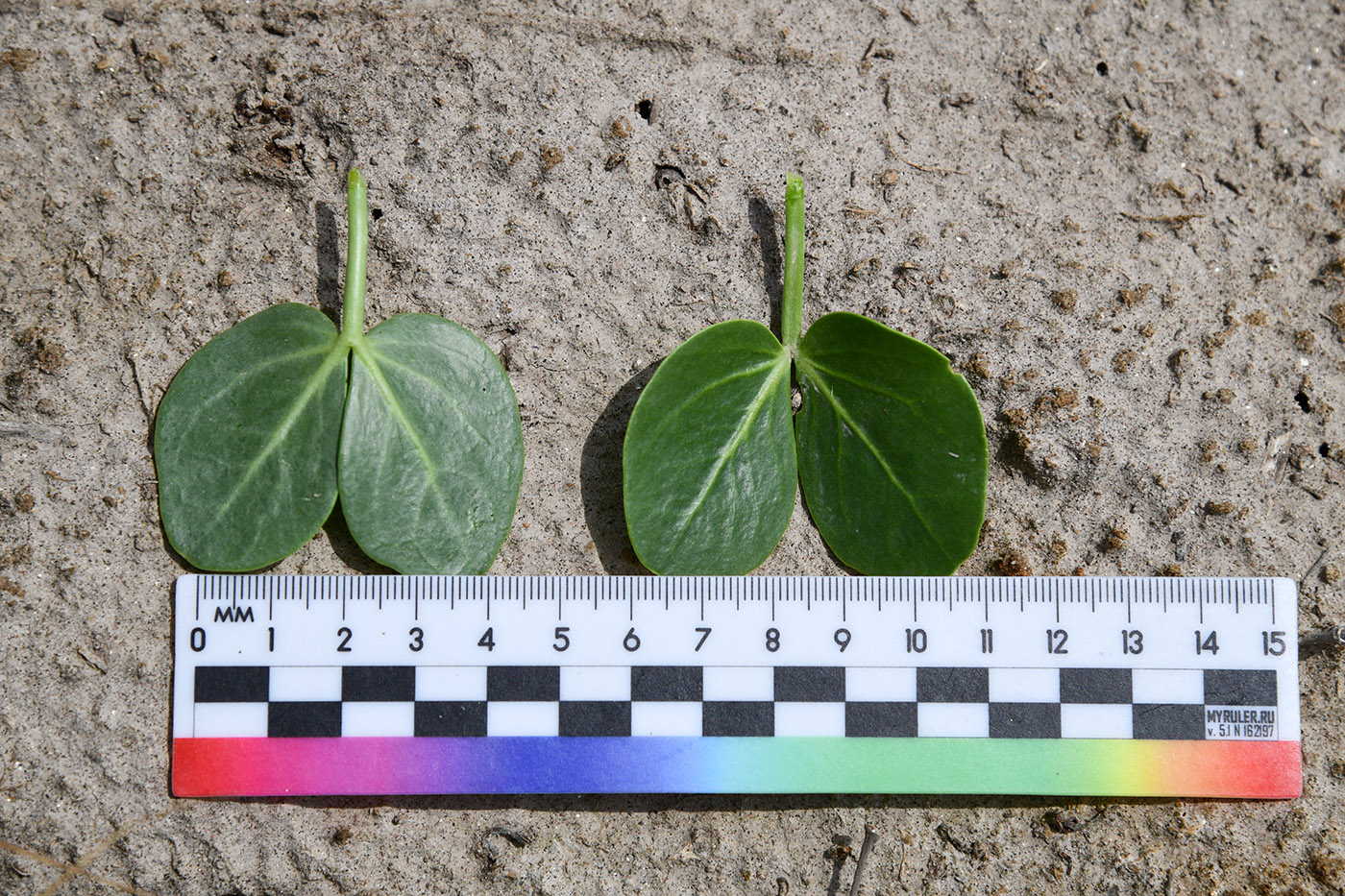 Изображение особи Zygophyllum oxianum.