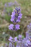 род Lavandula. Соцветие. Крым, Симферопольский р-н, окр. с. Живописное, дол. р. Чуюнча, степной склон. 22 июня 2025 г.