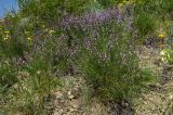 Astragalus tenuifolius. Цветущие растения. Оренбургская обл., Саракташский р-н, Жёлтинский сельсовет, хр. Карамурунтау, каменистая степь. 29 мая 2024 г.