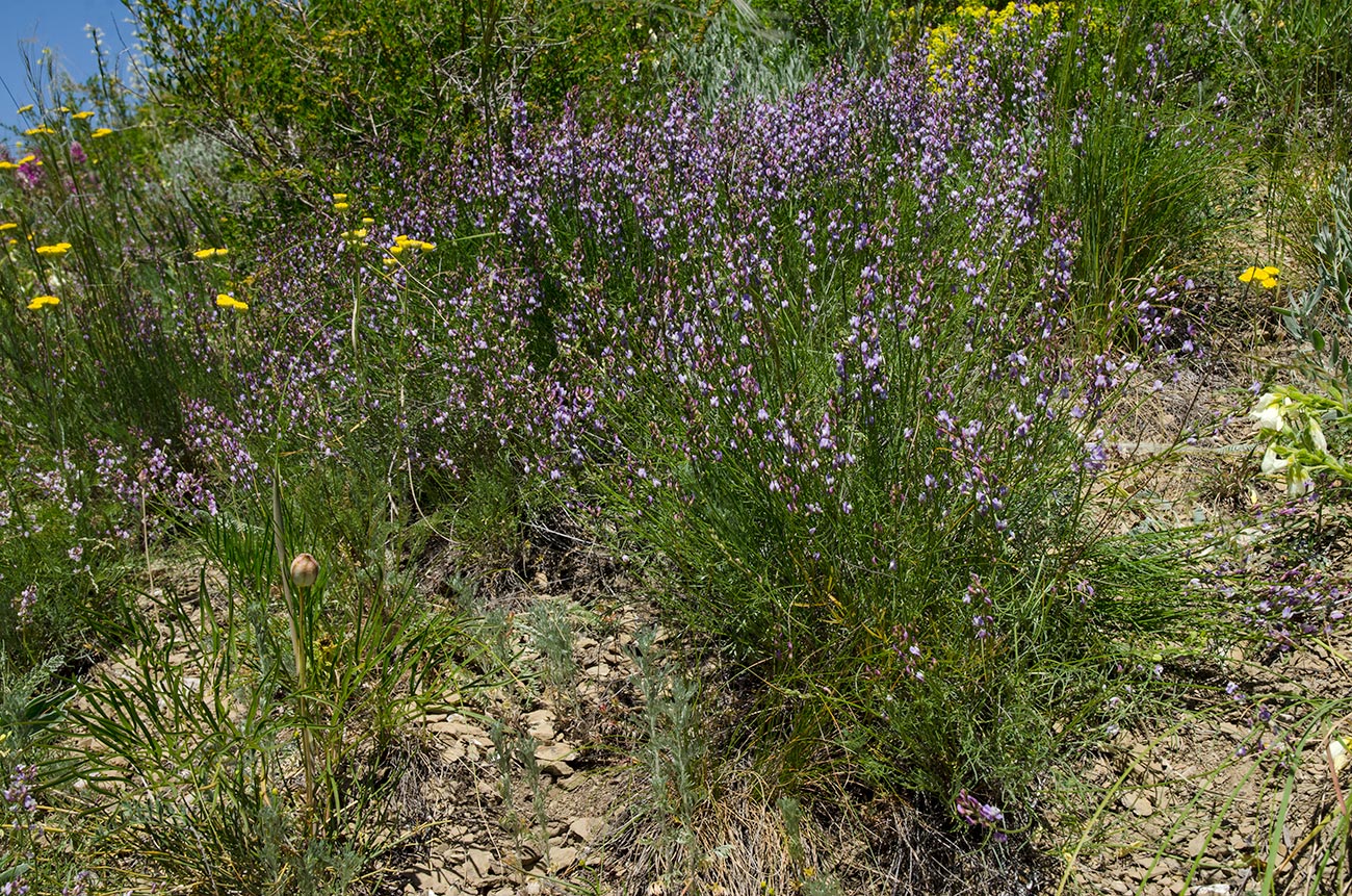 Image of Astragalus tenuifolius specimen.