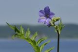 род Polemonium. Верхушка растения с цветком, бутонами и верхушкой листа. Приморский край, Владивостокский ГО, о. Клыкова, луговой склон сопки. 07.07.2025.