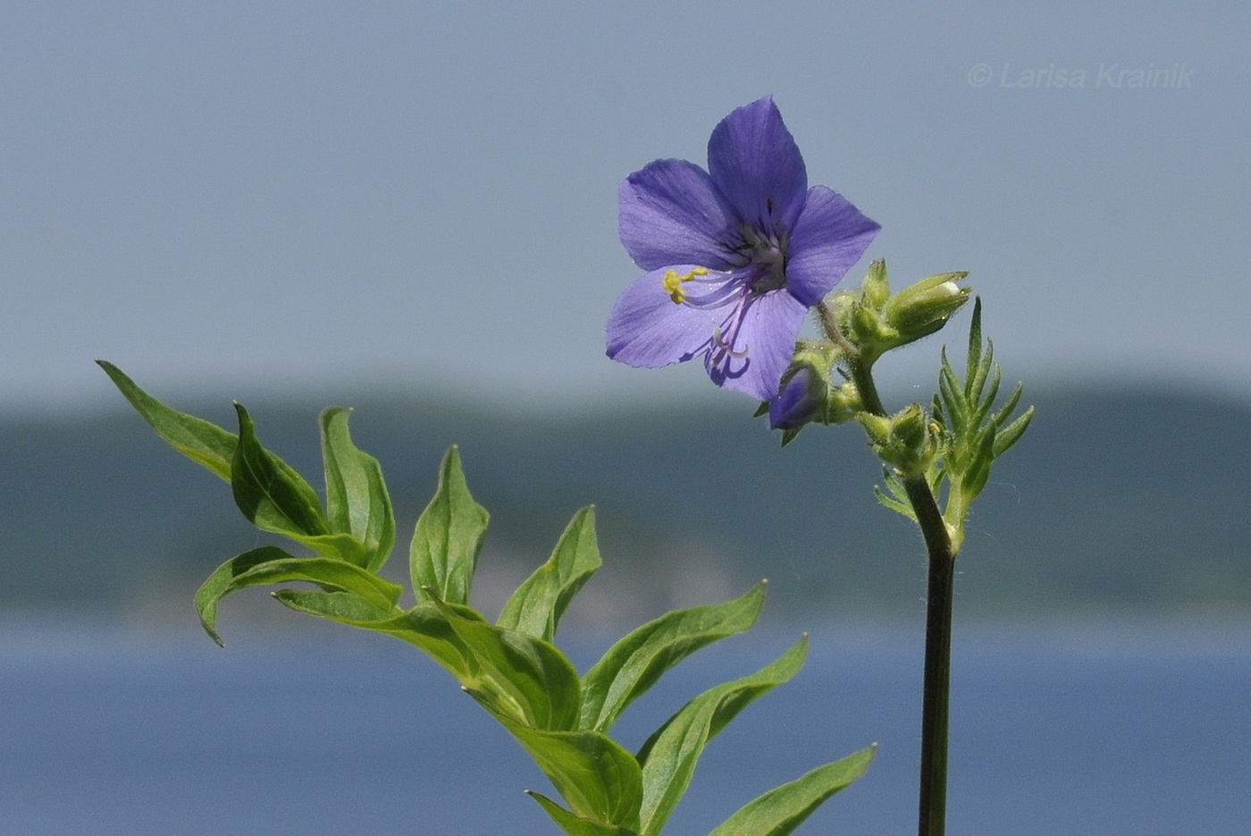 Изображение особи род Polemonium.