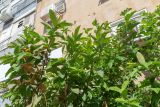 Psidium guajava. Верхушки побегов. Израиль, г. Бат-Ям, в культуре. 08.05.2024.