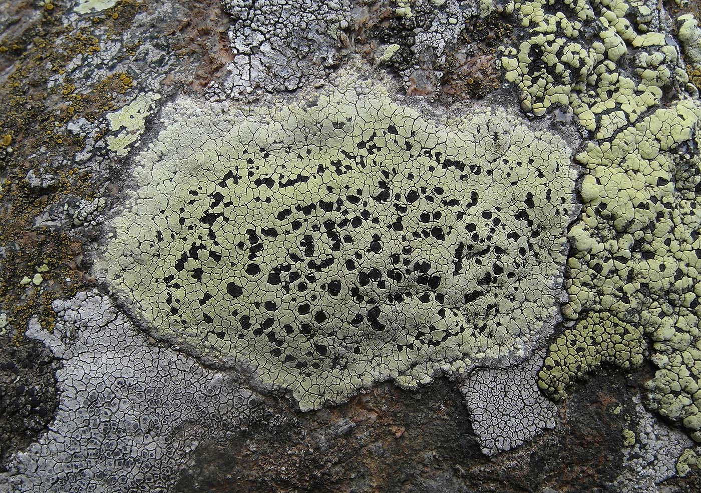 Изображение особи Rhizocarpon atroflavescens.