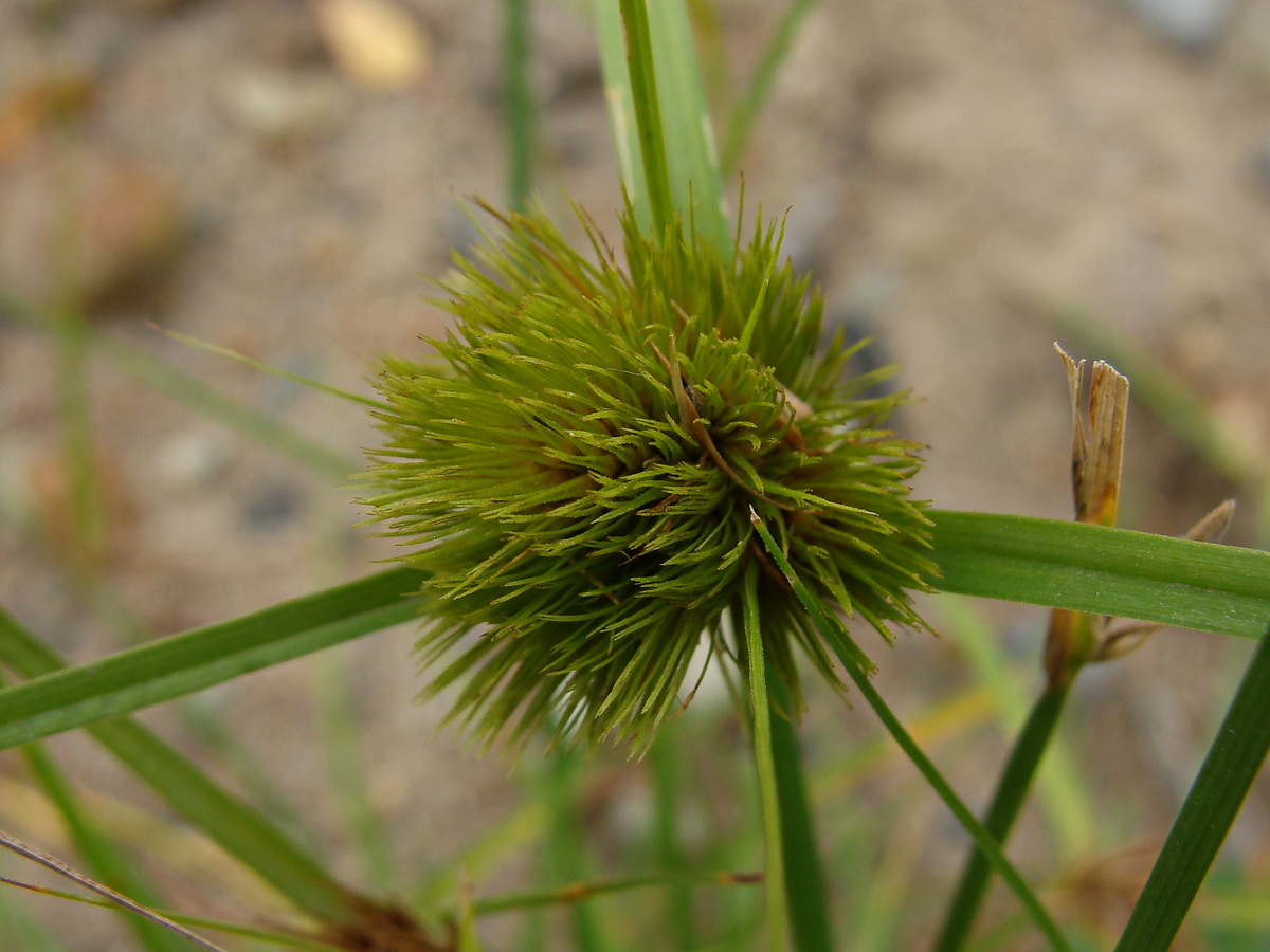 Image of Carex bohemica specimen.
