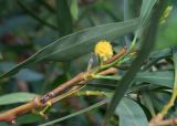 Acacia saligna