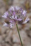 род Allium