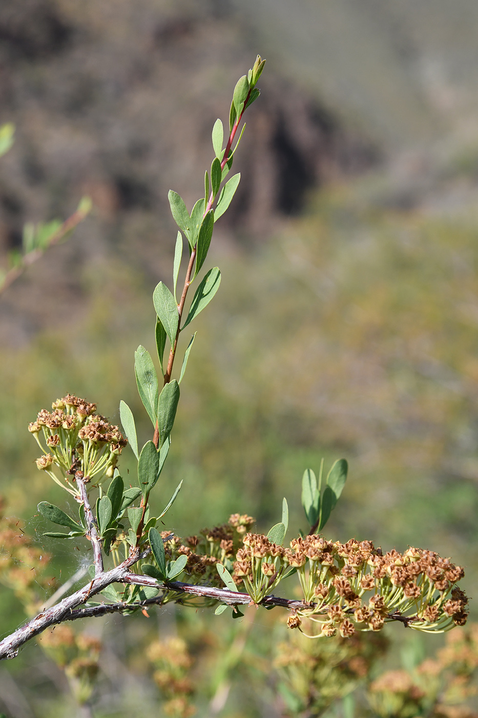 Image of Spiraea hypericifolia specimen.