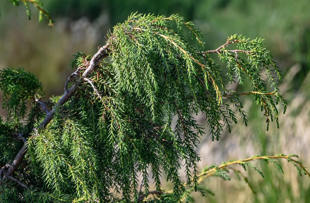 Изображение особи Juniperus cedrus.