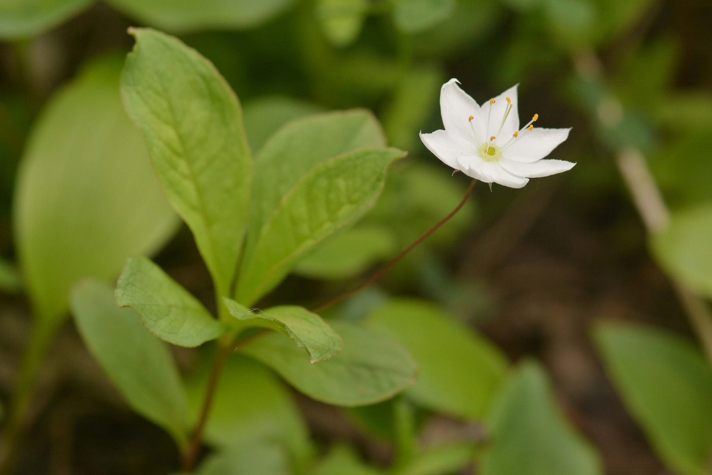 Image of Trientalis europaea specimen.