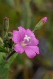 Epilobium hirsutum. Цветок. Белгородская обл., пос. Ракитное, плотина Сахзаводского пруда, габион, кромка берега. 7 августа 2025 г.