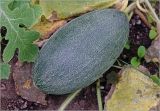 Melo sativus. Незрелый плод. Московская обл., Раменский р-н, окр. дер. Хрипань, садовый участок. 22.08.2025.