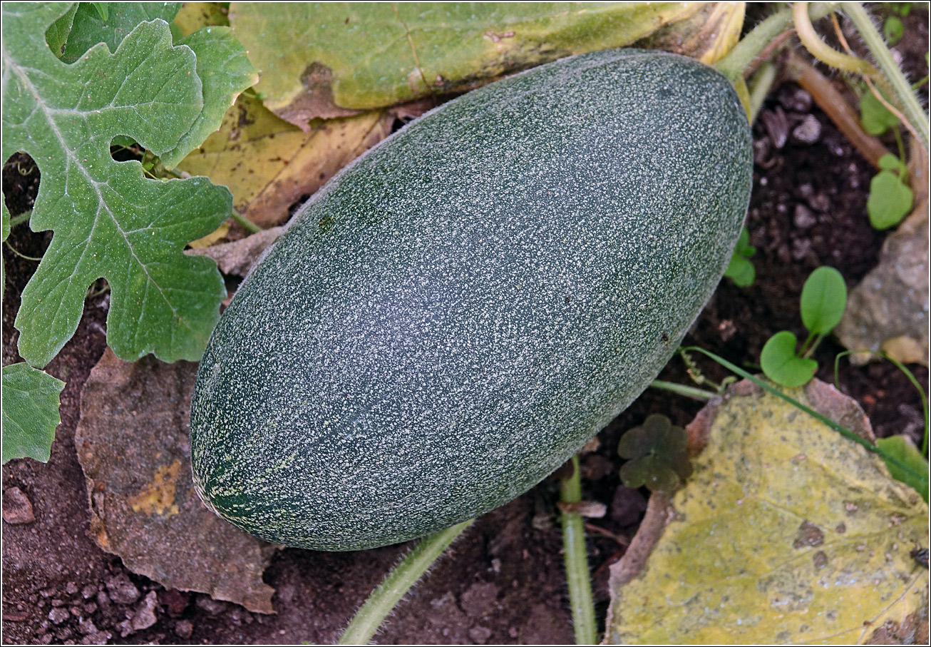 Image of Melo sativus specimen.