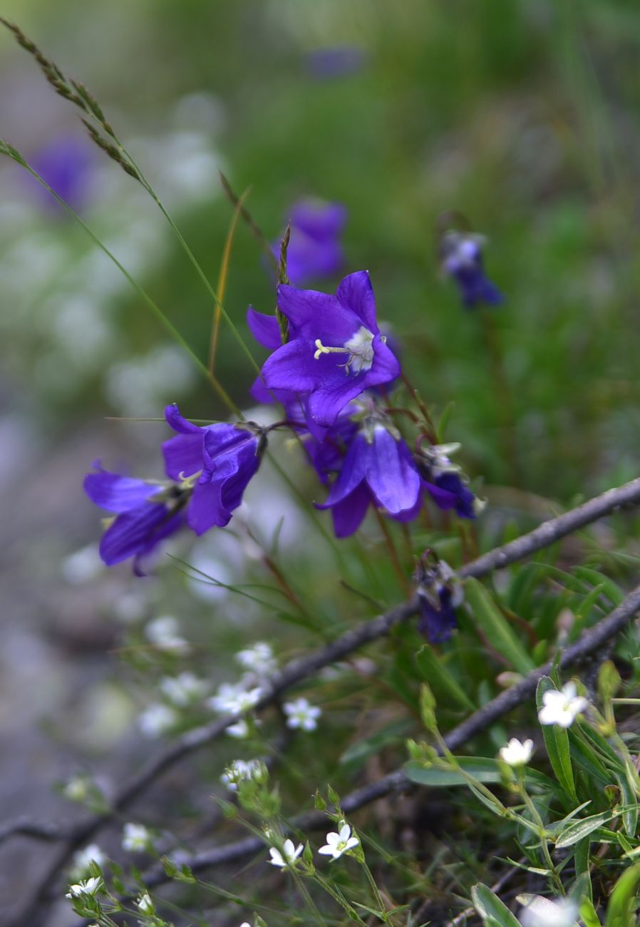 Image of genus Campanula specimen.