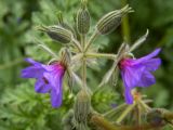 Erodium ciconium. Цветки и бутоны. Крым, западная окраина г. Судак, рядом с турбазой Икар, обочина дороги. 22.04.2025.