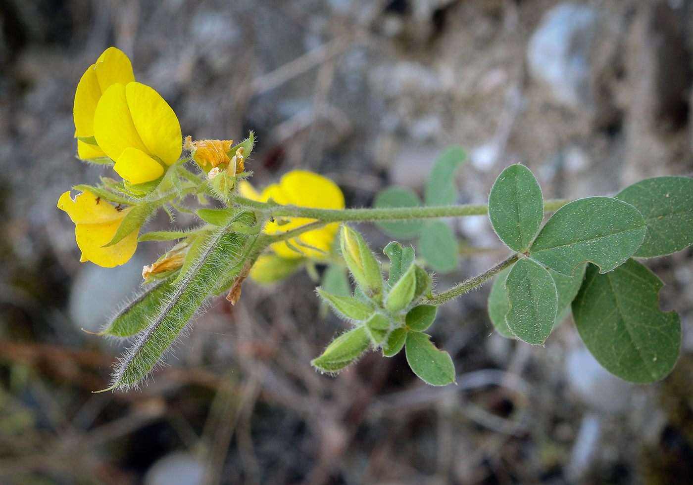 Image of Argyrolobium biebersteinii specimen.