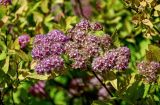 Spiraea japonica. Соцветие. Калининградская обл., Правдинский р-н, г. Правдинск, в культуре. 02.07.2025.