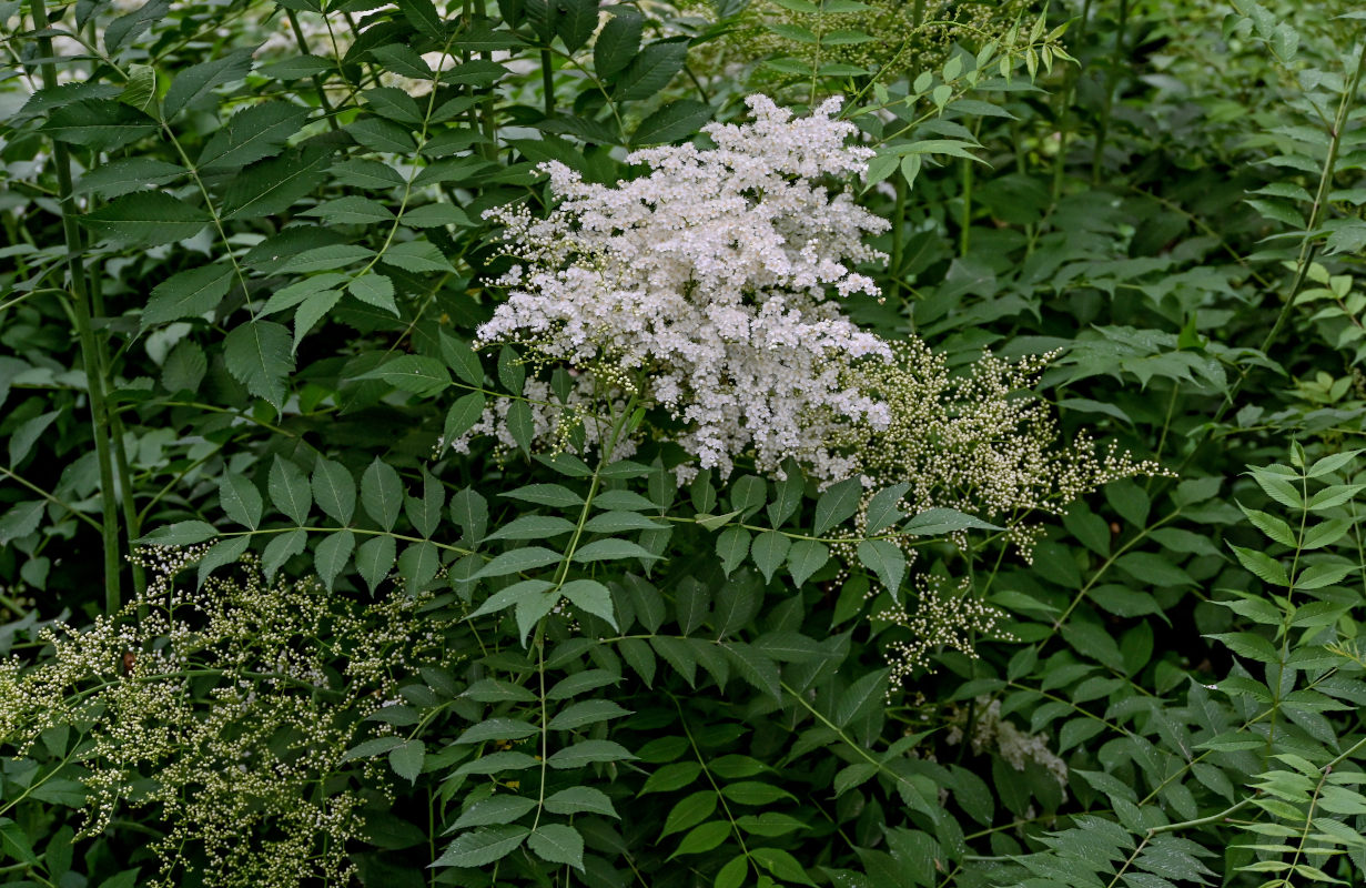 Image of Sorbaria kirilowii specimen.