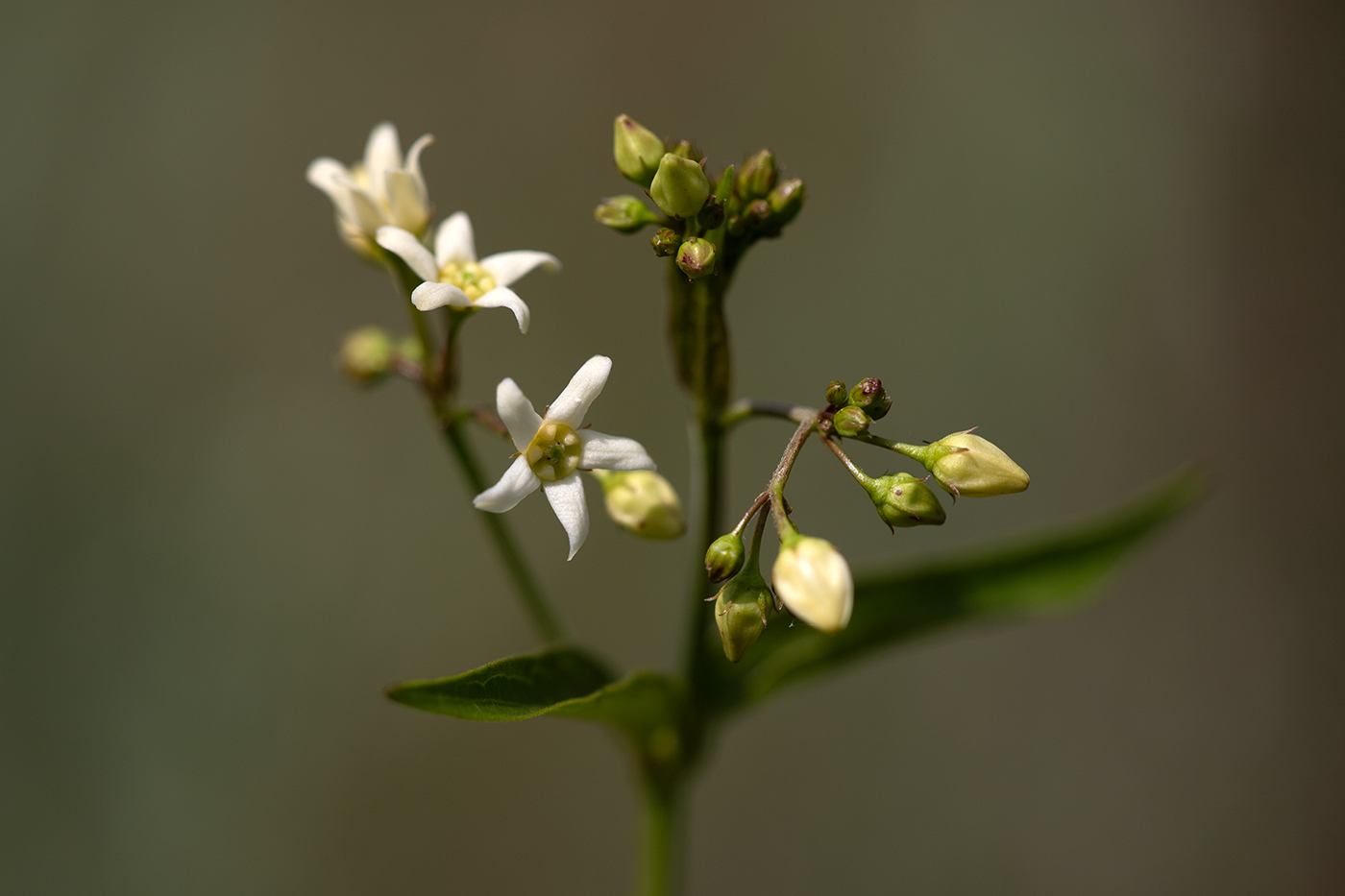 Image of Vincetoxicum hirundinaria specimen.