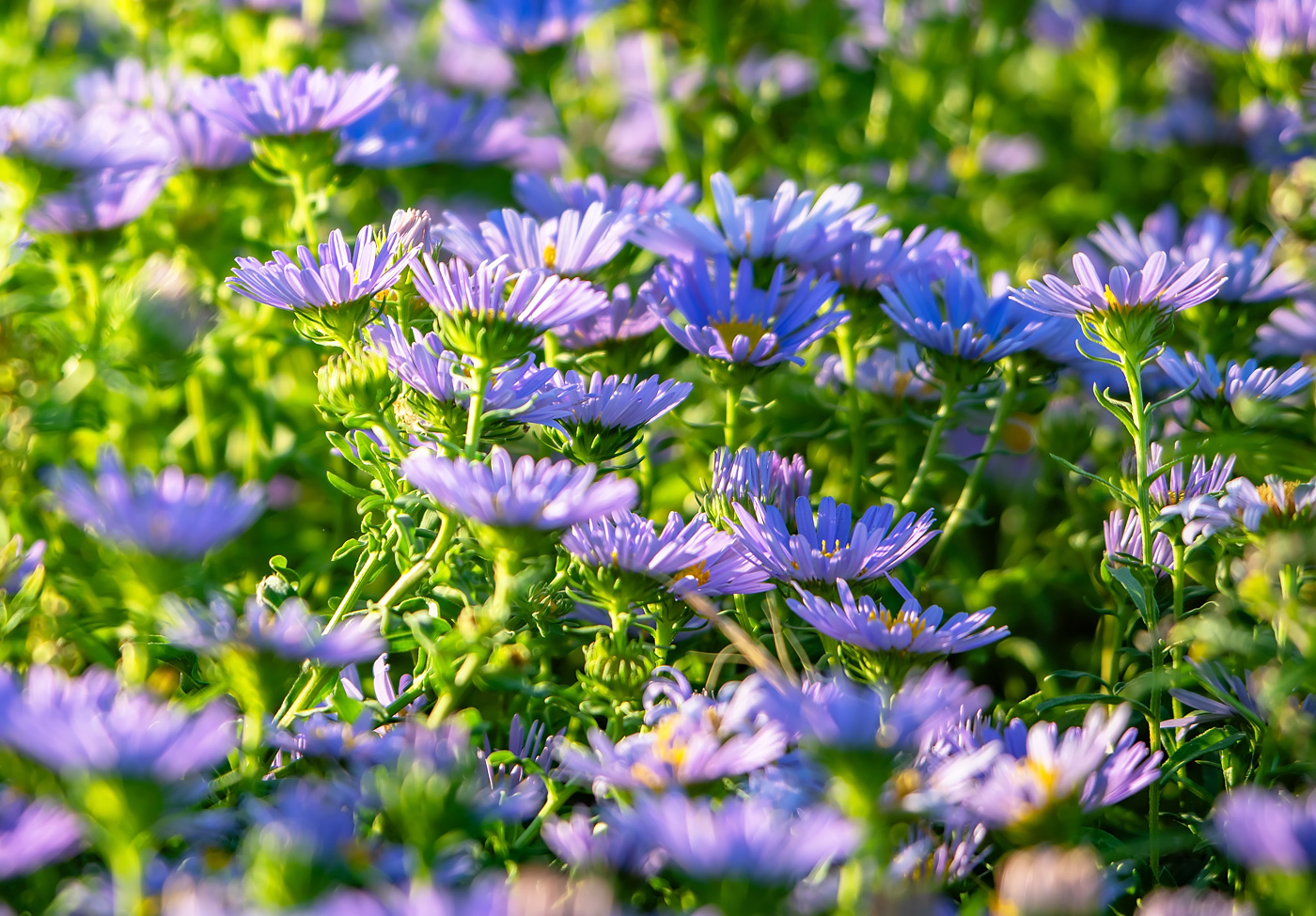 Изображение особи род Heteropappus.