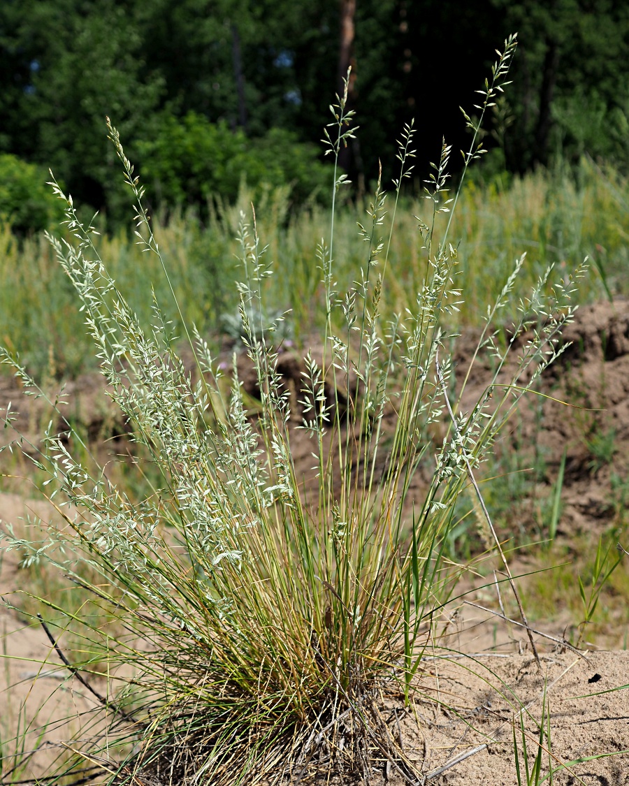 Изображение особи Festuca polesica.