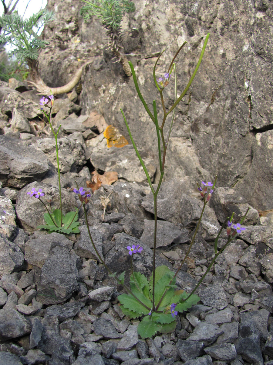 Image of Arabis verna specimen.