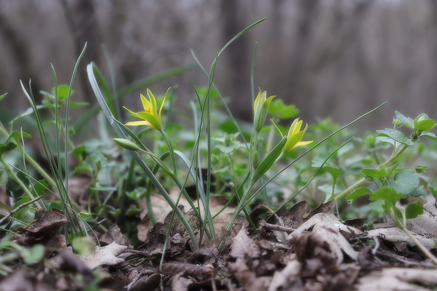 Image of Gagea villosa specimen.